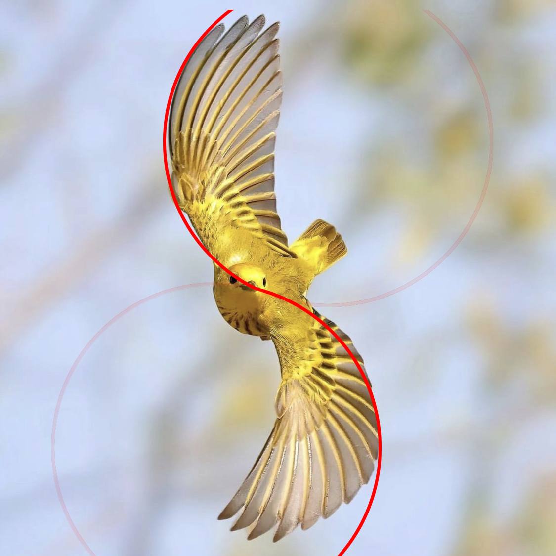 خطوط زیبایی در ترکیب بندی عکاسی